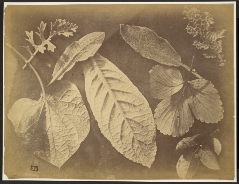 [Leaf arrangement]