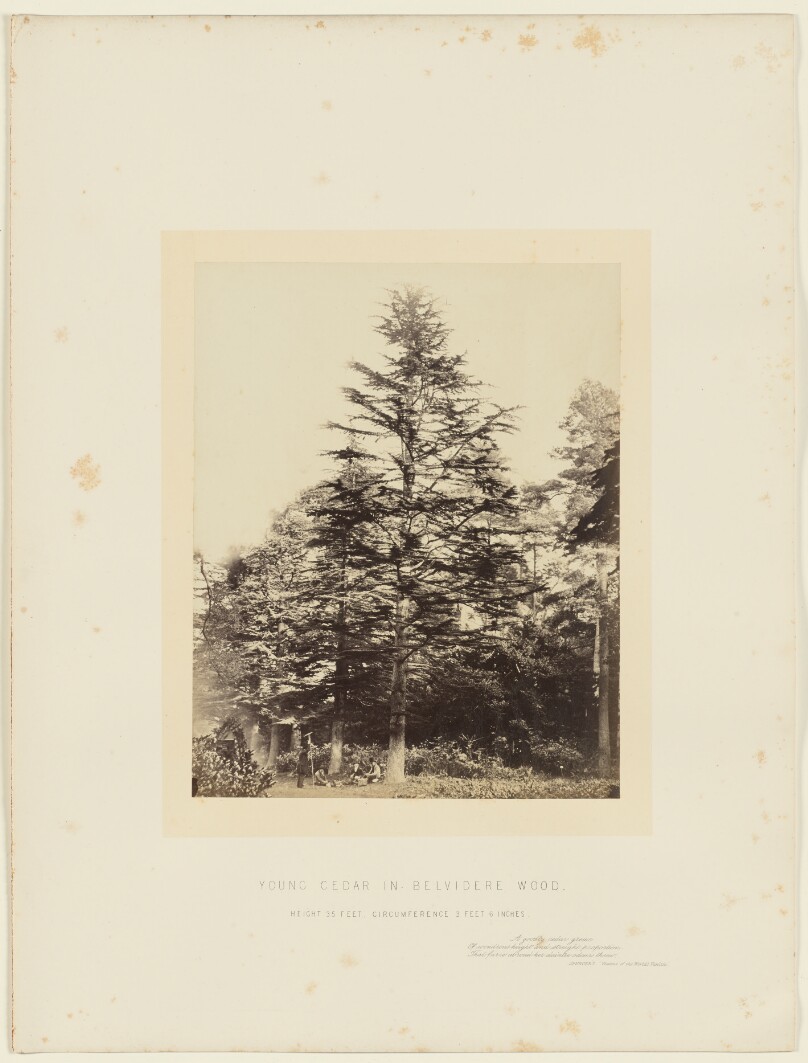 Young Cedar in Belvidere Wood