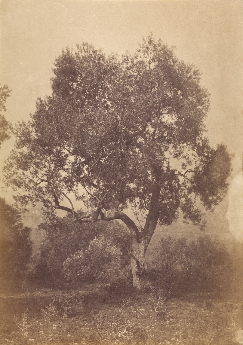 [Oak Tree]