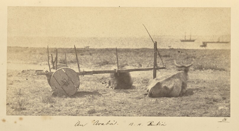 An "Araba," B.H. Renkioi