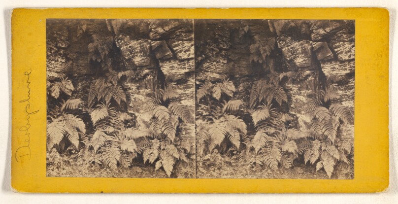 Study of Ferns on the Limestone Rocks. [Derbyshire]