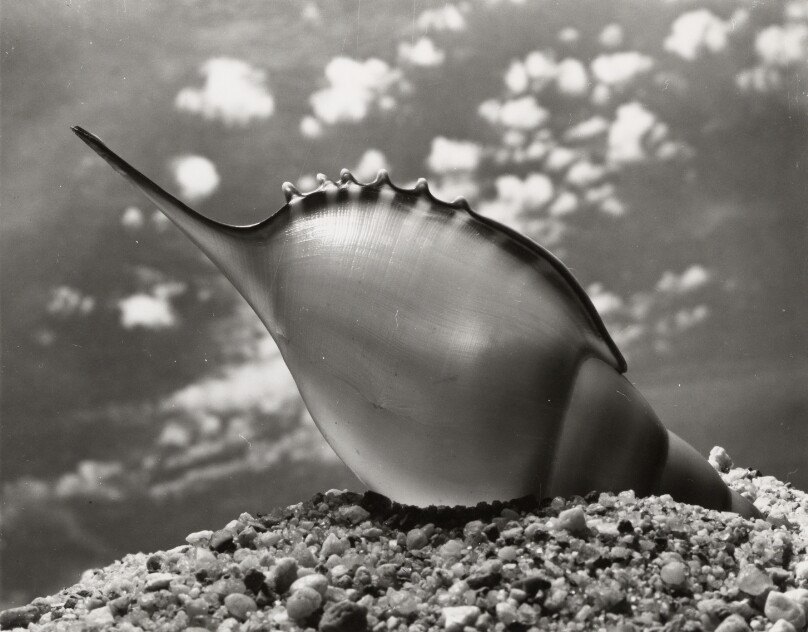 Shell (with stinger-like protrusion)