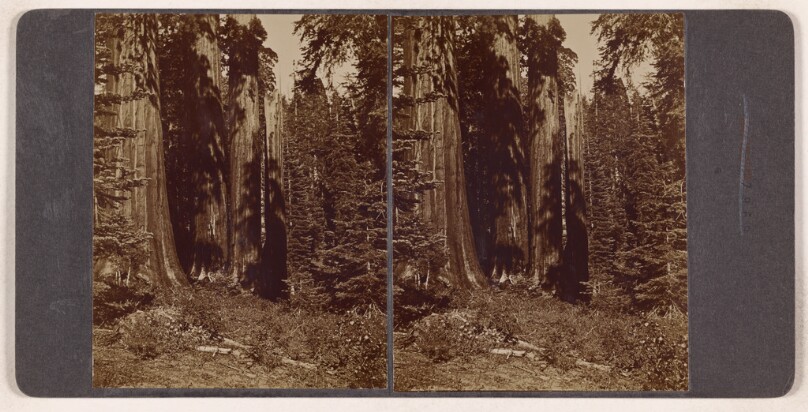 [Forest scene] (recto); [Logging camp] (verso)