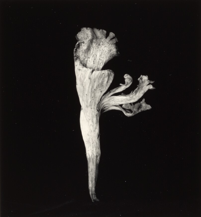 Mushroom, Berkeley, California