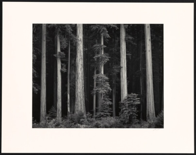 Redwoods, Bull Creek Flat, Northern California
