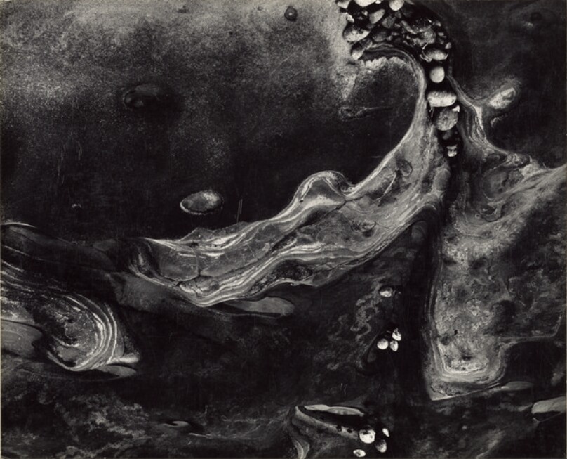 Barnacles, Point Lobos, California