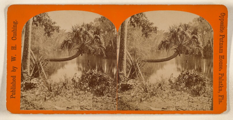 [Horizontal palm tree, Palatka, Florida]