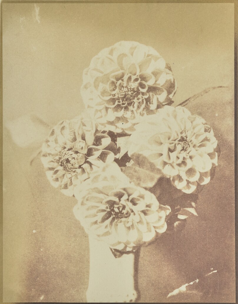 [Flowers in a Vase]