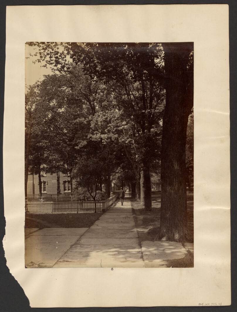 [Tree lined sidewalk, Maple City]
