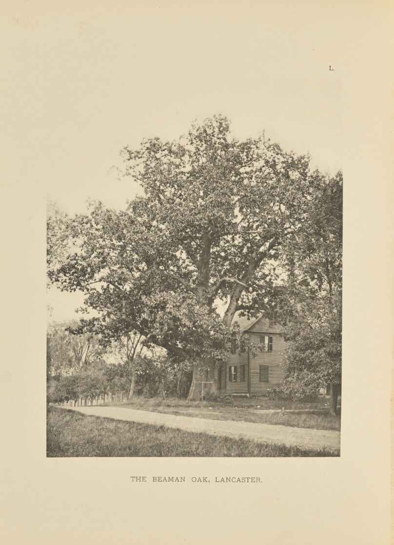 The Beaman Oak, Lancaster