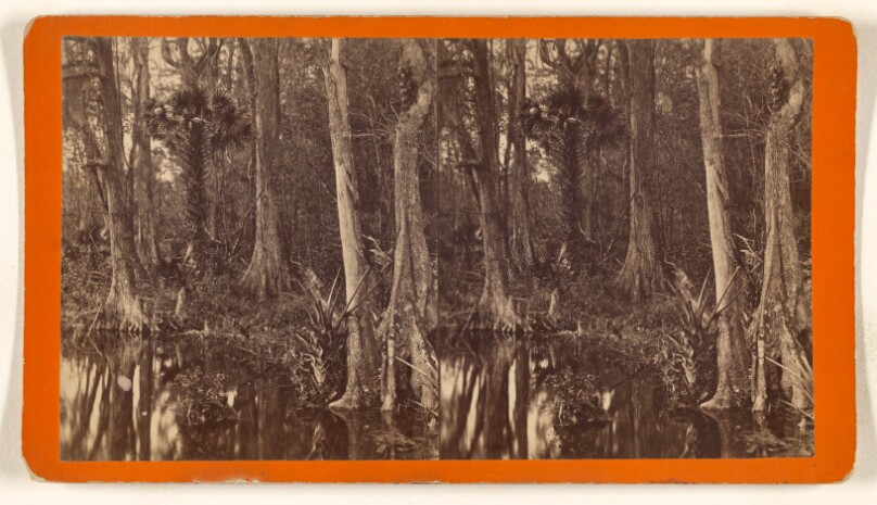 [Swamp, Silver Springs, Florida]