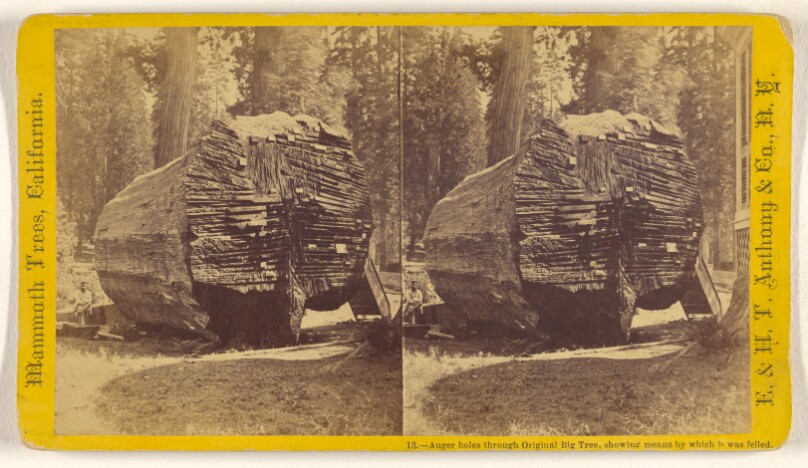 Auger holes through Original Big Tree, showing means by which it was felled.