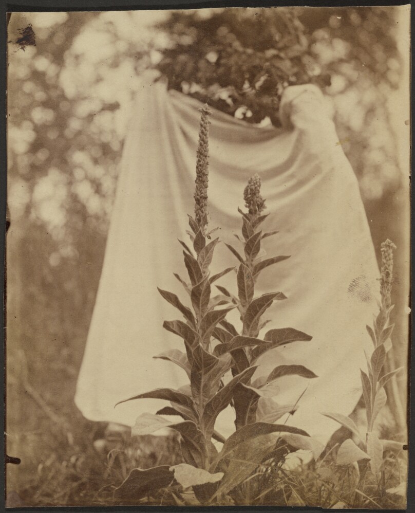 Bouillon Blanc (Mullein Plant)