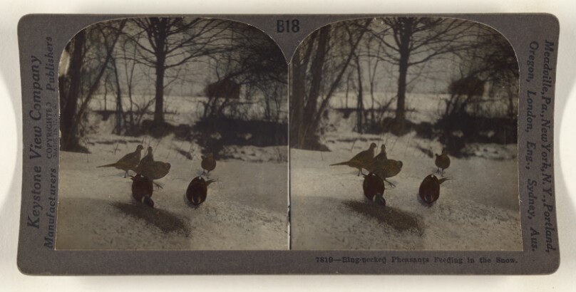 Ring-necked Pheasants Feeding in the Snow.