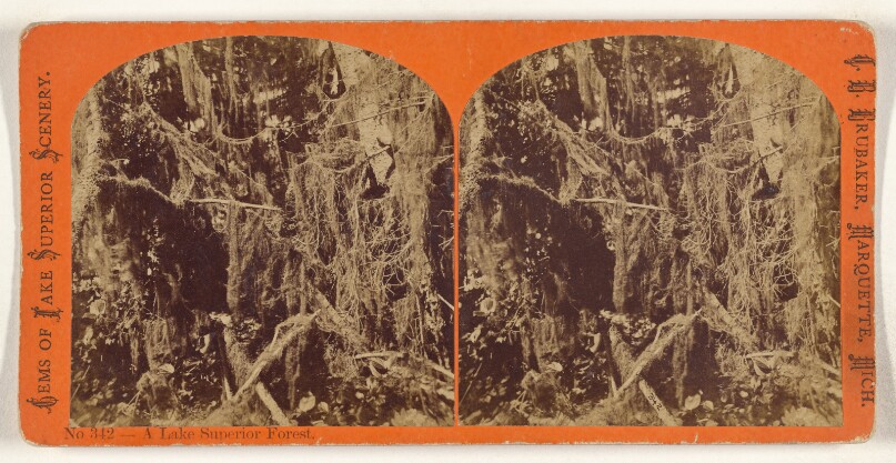 A Lake Superior Forest.