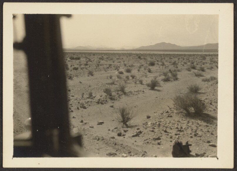 [Amargosa Desert Plants]