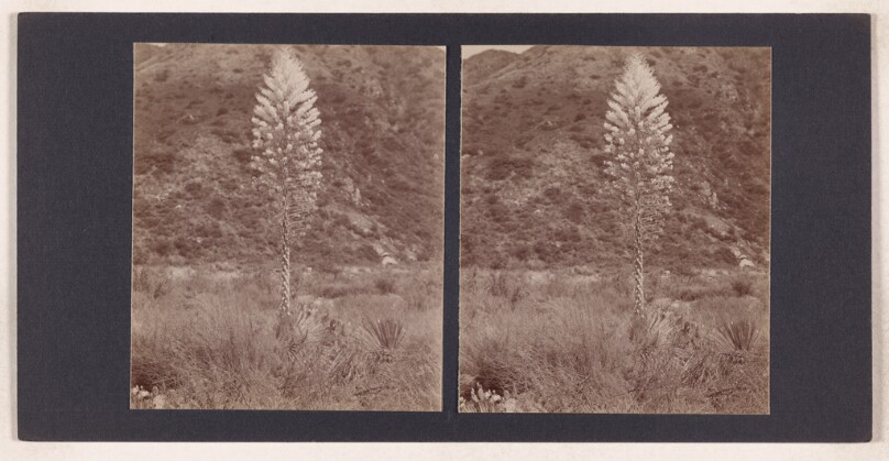 [Century plant]