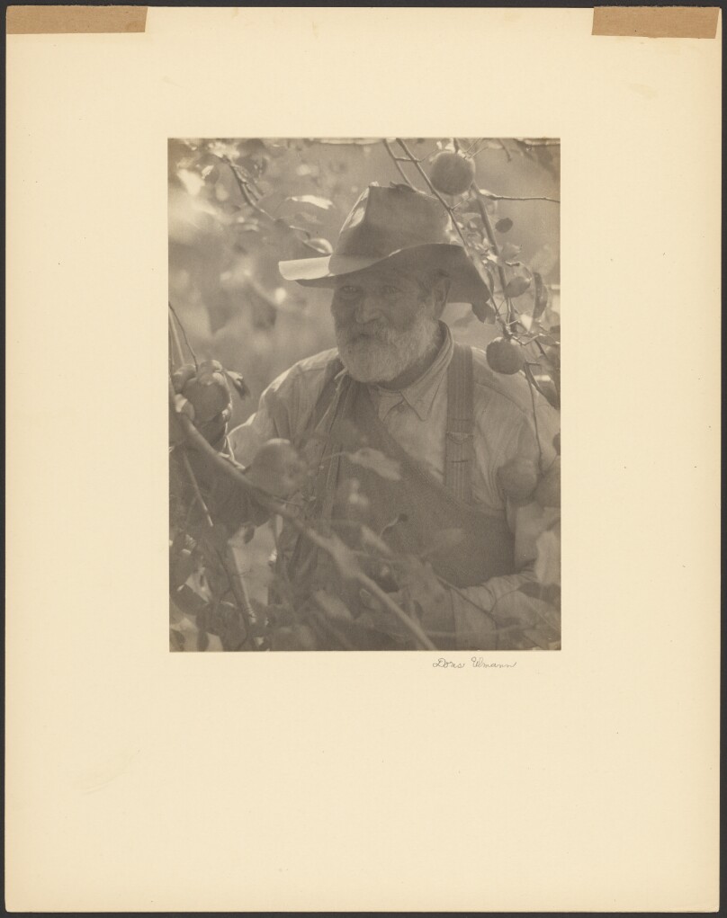 [Bearded Man Wearing Hat in Apple Orchard]