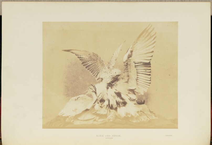 Hawk and Heron
