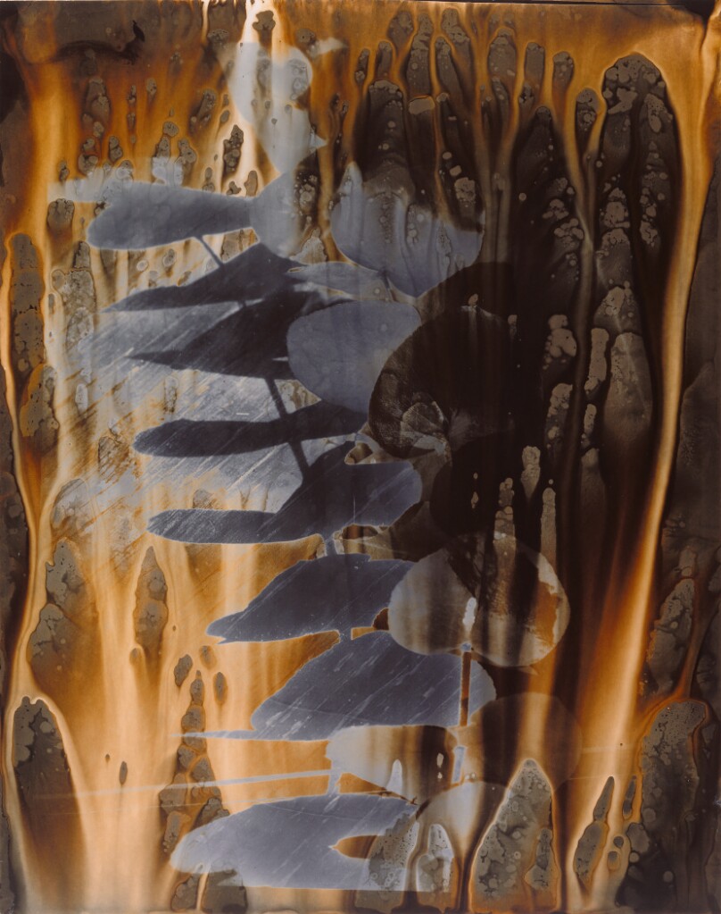 Leaves on Glass, Topanga Canyon, California