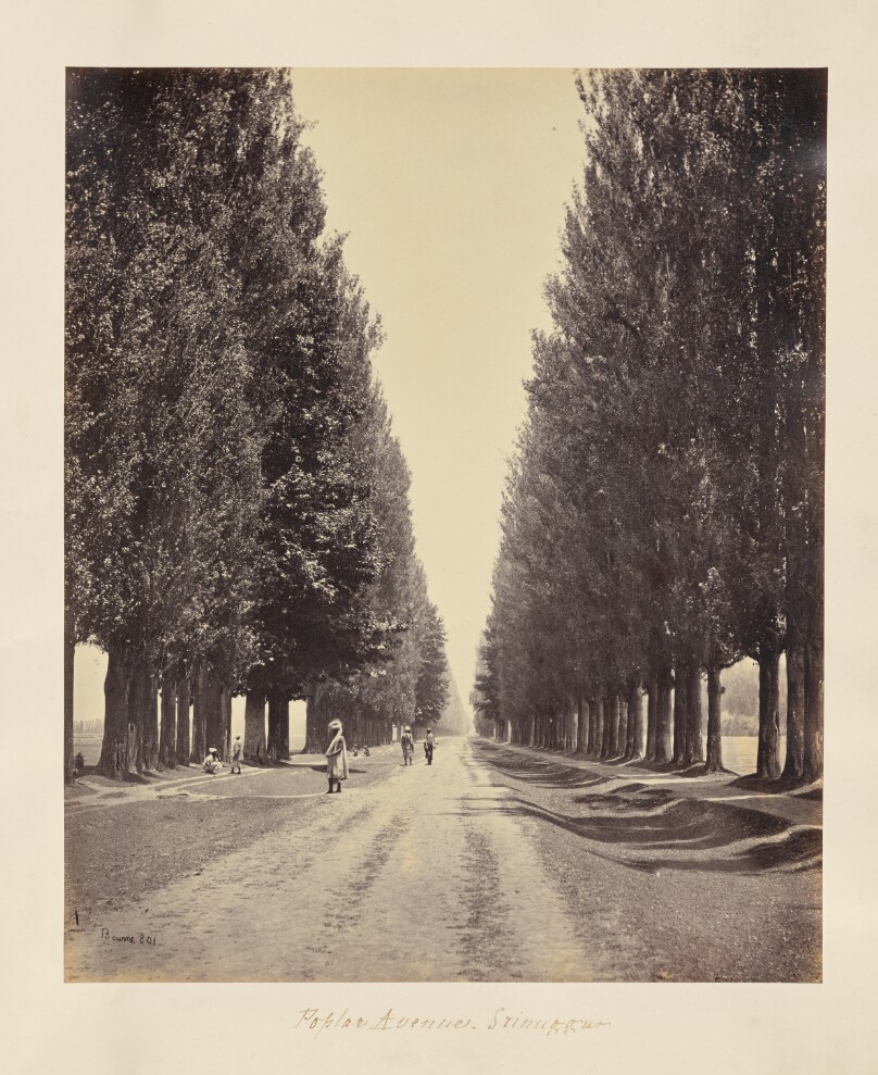 Srinuggur; Poplar Avenue, from the End