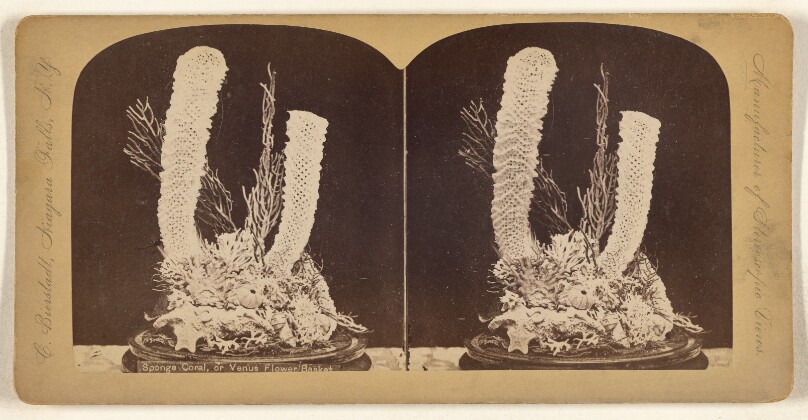 Sponge Coral, or Venus Flower Basket