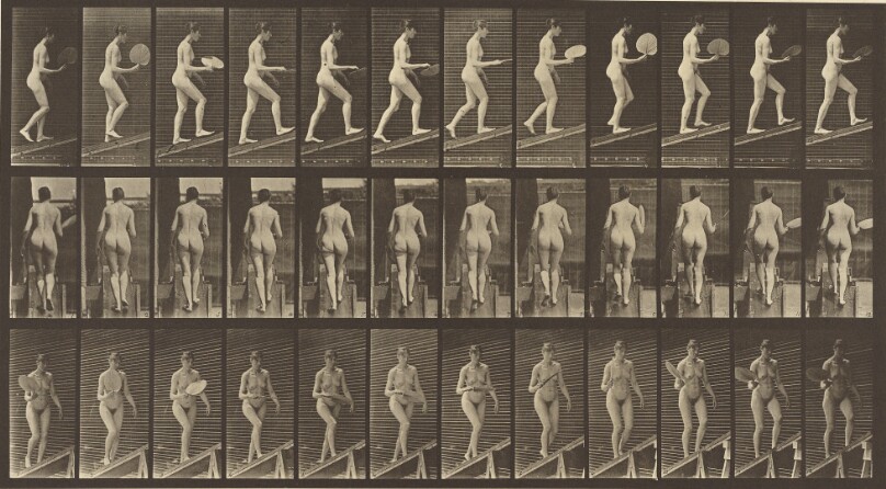 Animal Locomotion