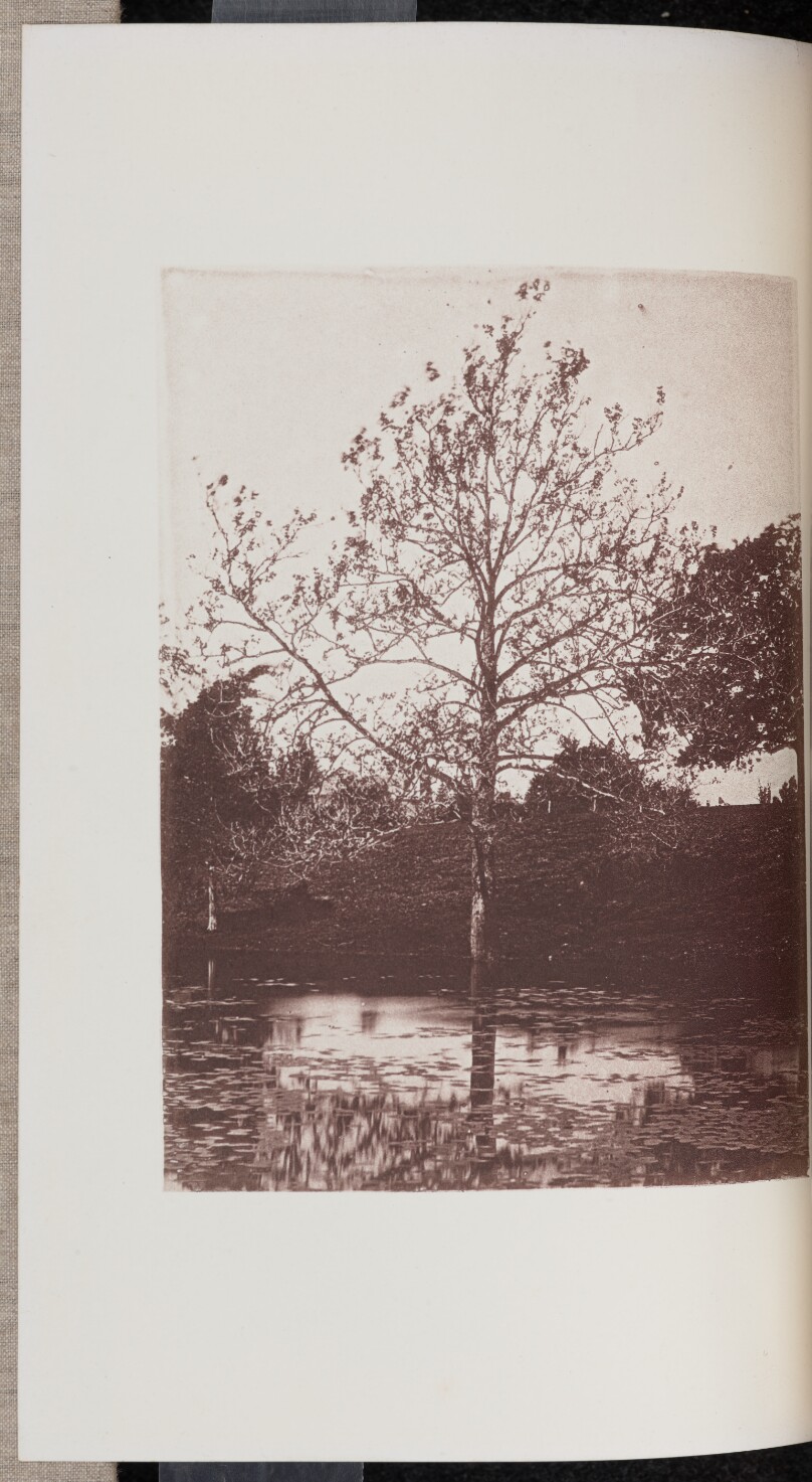 Plane-tree, with Foliage half developed, beside a Pond on the Lynde Farm in Wyoming