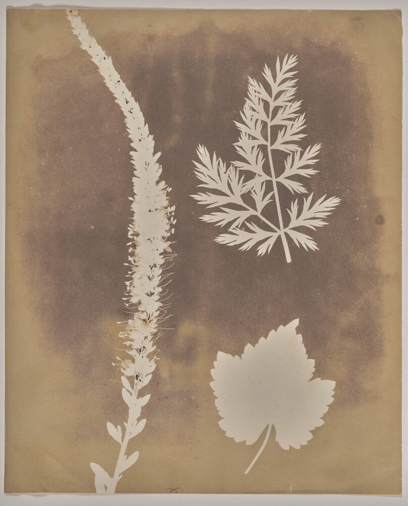 [Arrangement of Botanical Specimens]