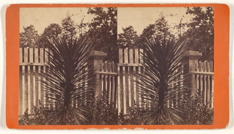[Spanish Bayonet in bloom]