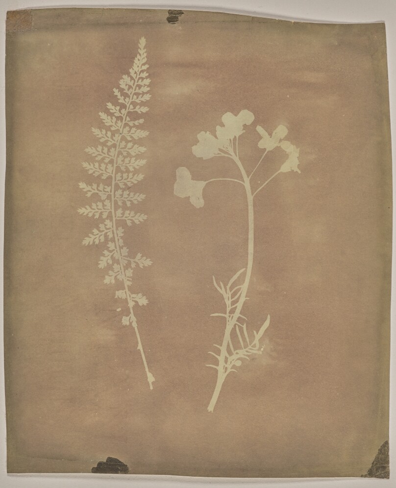Asplenium Halleri, Grande Chartreuse 1821 - Cardamine Pratensis.