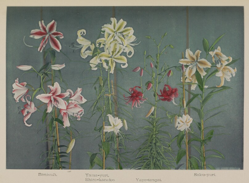 Lily