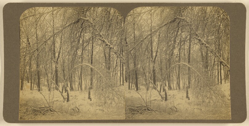 [Barren trees]