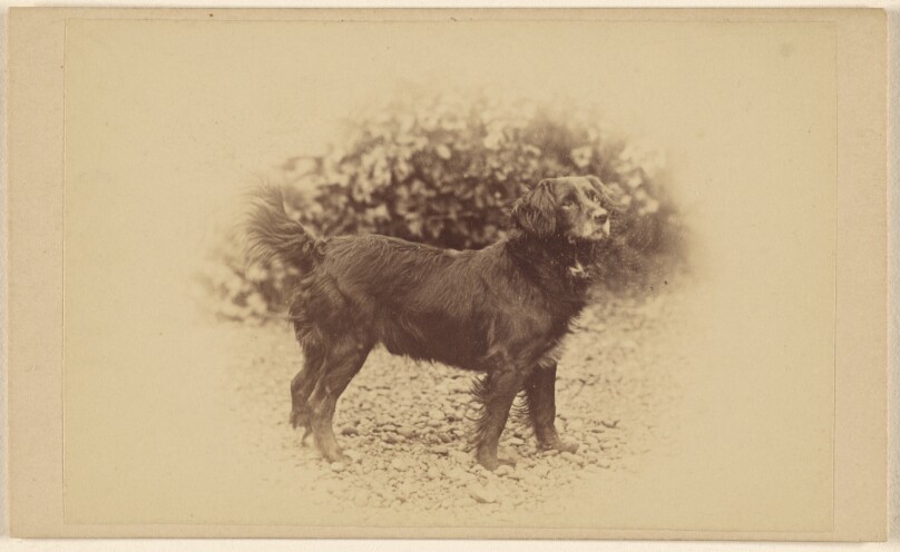 [Dog standing, printed in vignette-style]