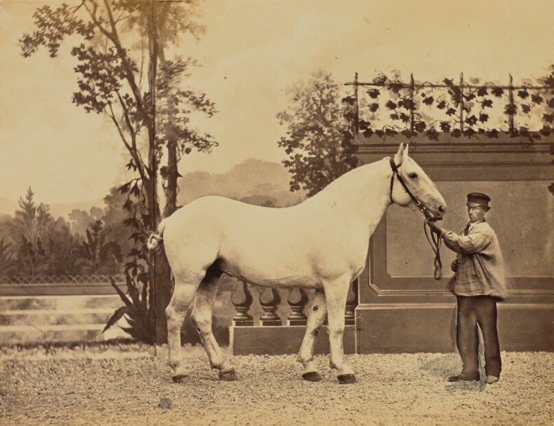Breton, Cheval Breton amélioré dans le Perche, Service omnibus, 1er Prix à l'Exposition de Billancourt 1867
