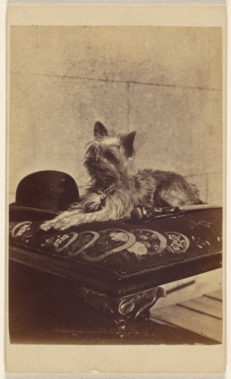 [Dog lying on ottoman, next to a derby hat and walking stick]