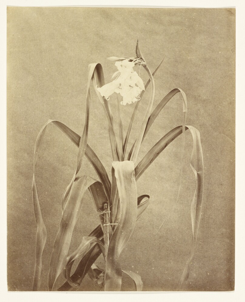 [Flowers]