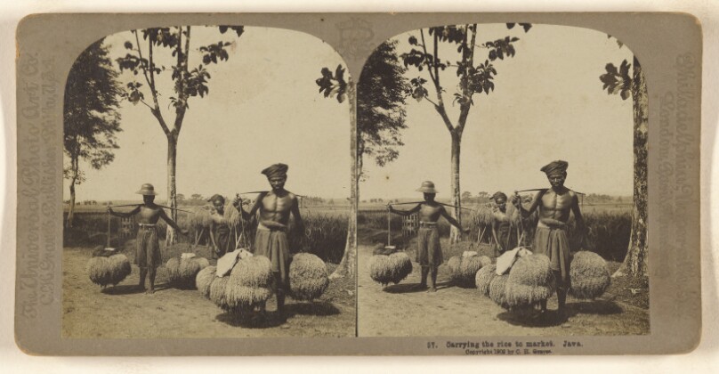 Carrying the rice to market. Java.