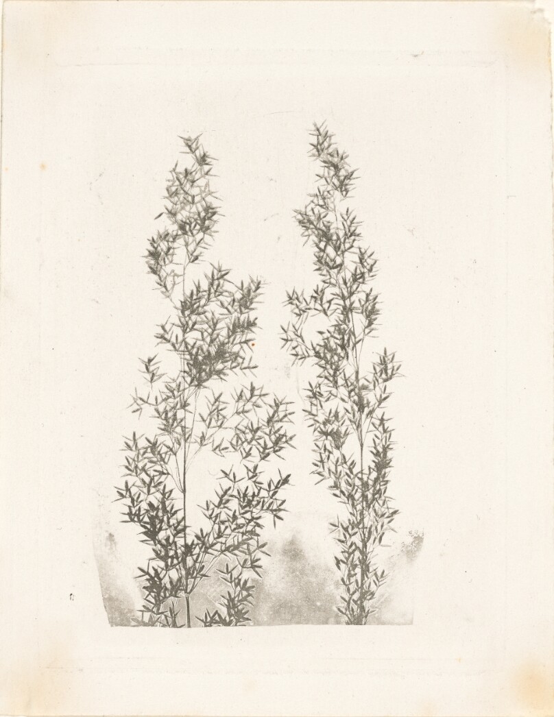 [Two Leafy Stalks of Bamboo]