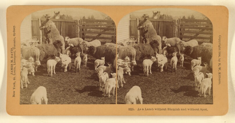 As a Lamb without Blemish and without Spot.
