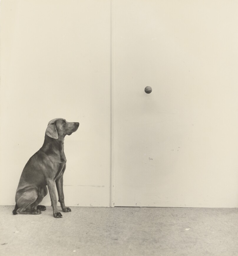 Dog and Ball