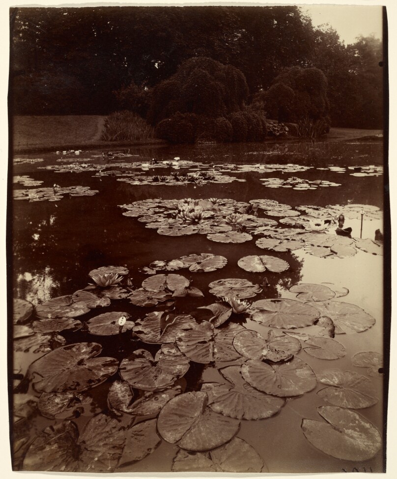 [Water Lilies]