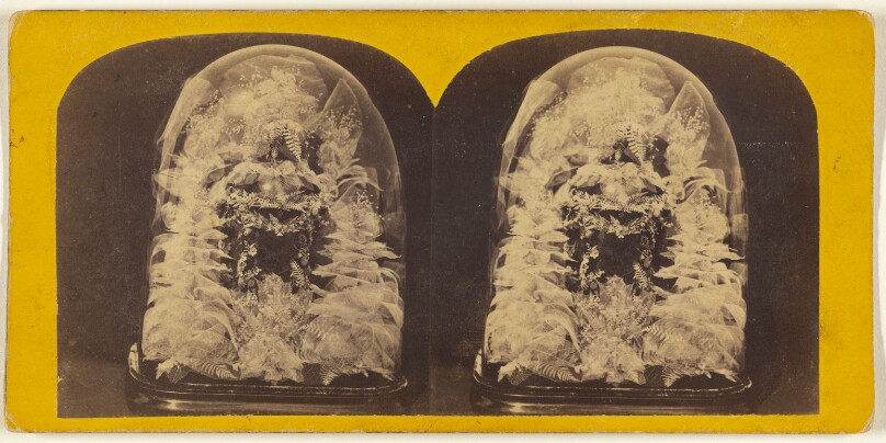 Beautiful Study in Skeleton Leaves.