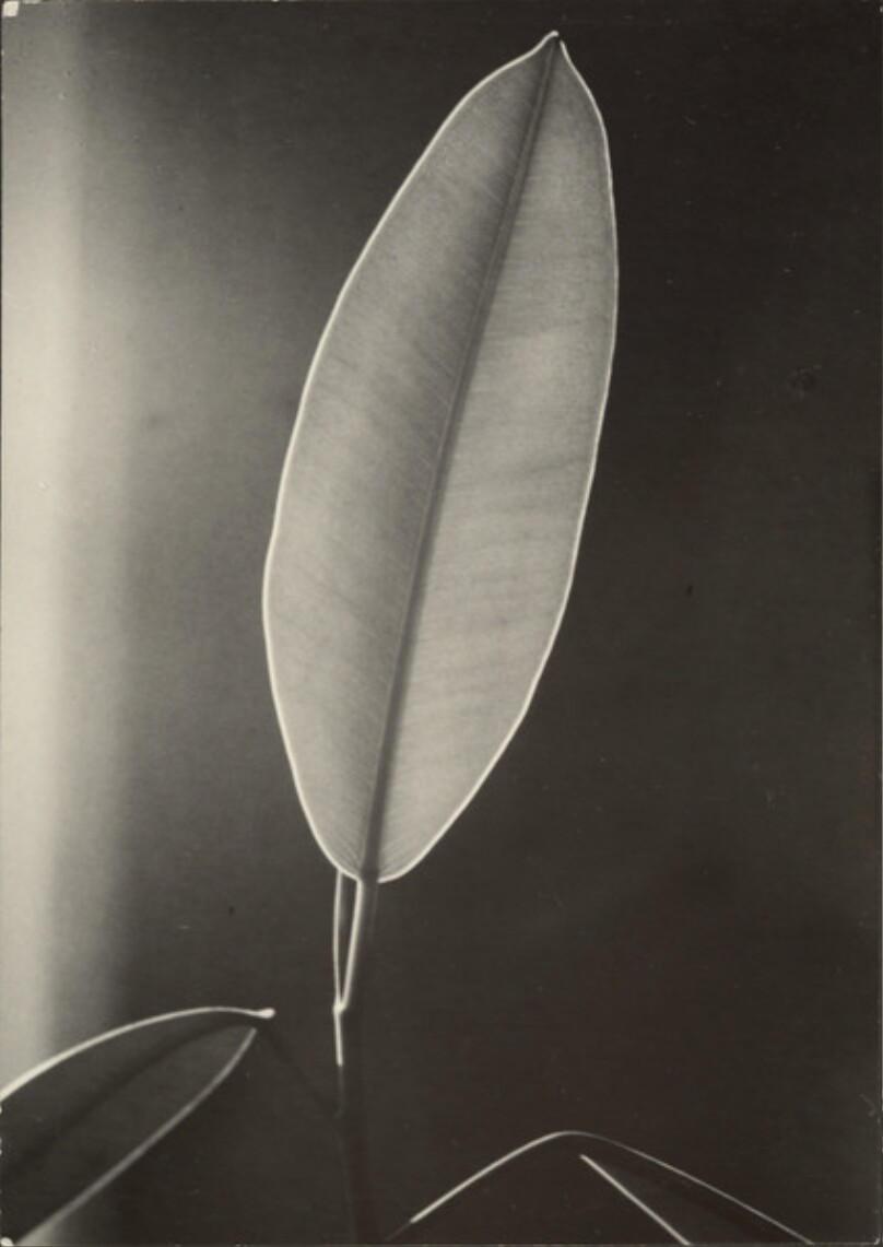 [Leaf Study]