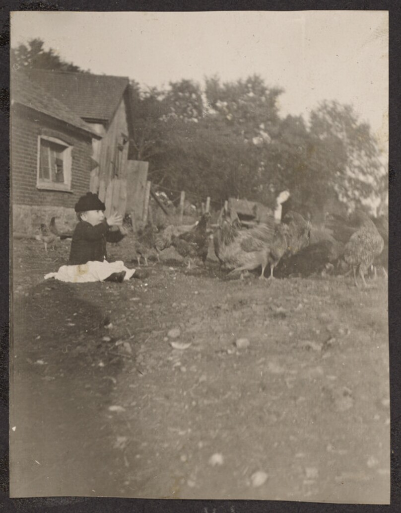[Child with a flock of chickens]