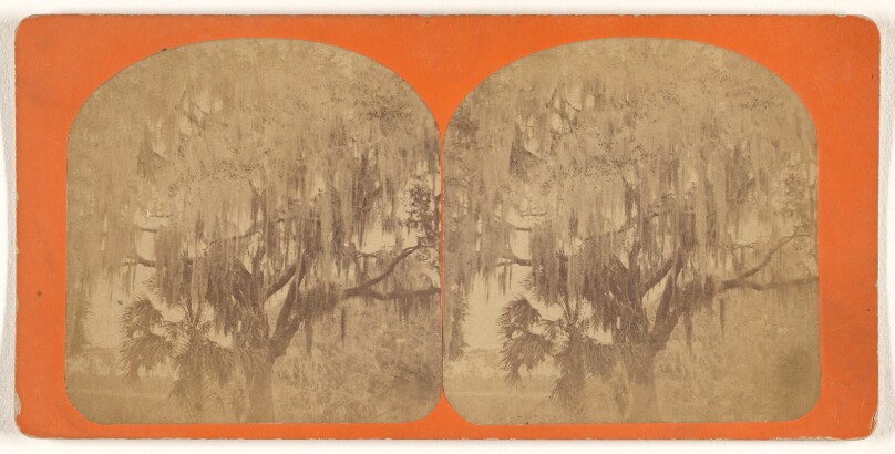[Live Oak]