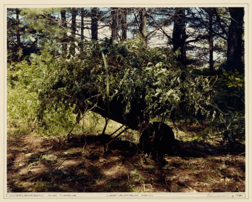 Wheelbarrow and Thorns, West Suffield, Connecticut