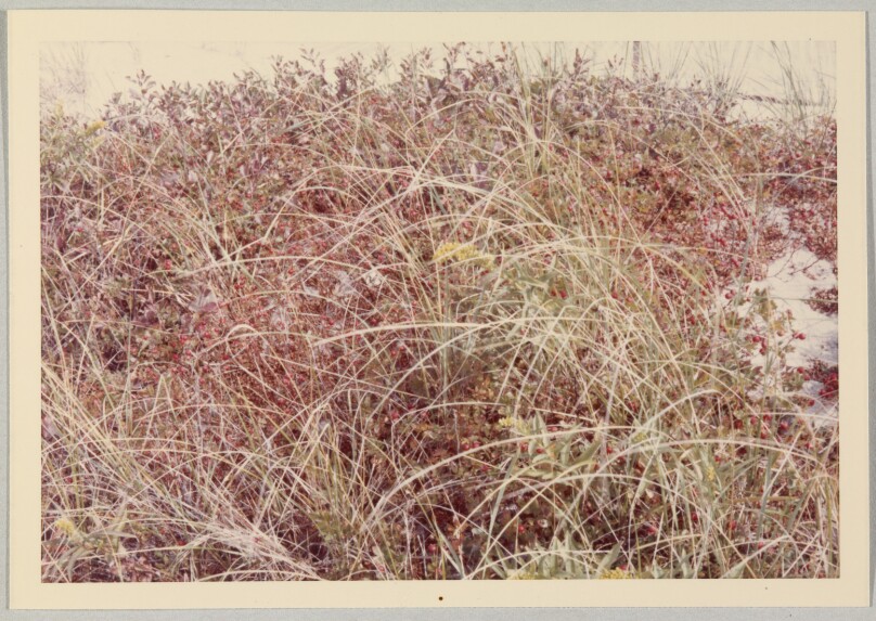 [Fire Island Autumnal Beach Foliage]