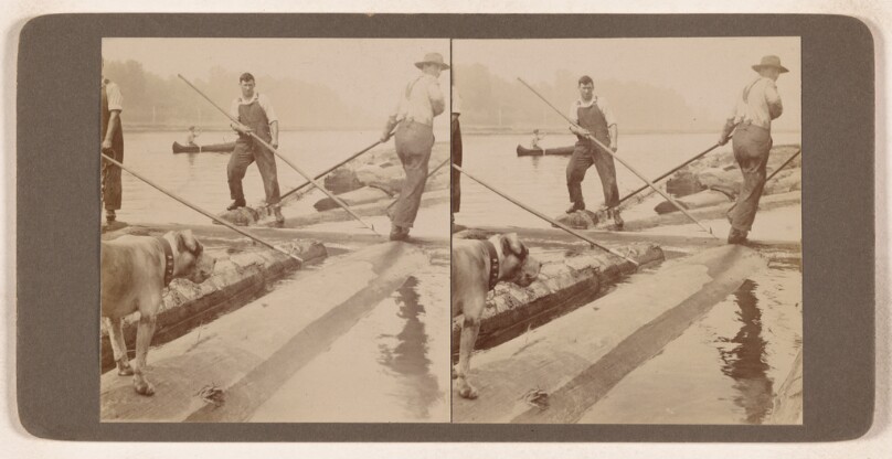 [Men log rolling, dog in foreground]