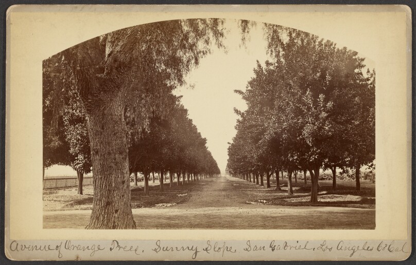 Avenue of Orange Trees. Sunny Slope. San Gabriel. Los Angeles Co. Cal.